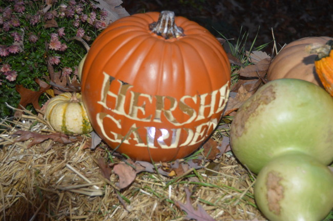 Hershey Gardens Pumpkin Glow